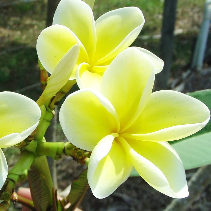 【HIRO】プルメリアTeresa Wilder 挿し木（発根済み）5号鉢 HIRO様専用】プルメリアTeresa Wilder 挿し木（発根済み）5号鉢